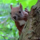 Eurasisches Eichhörnchen