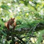 Eurasisches Eichhörnchen 