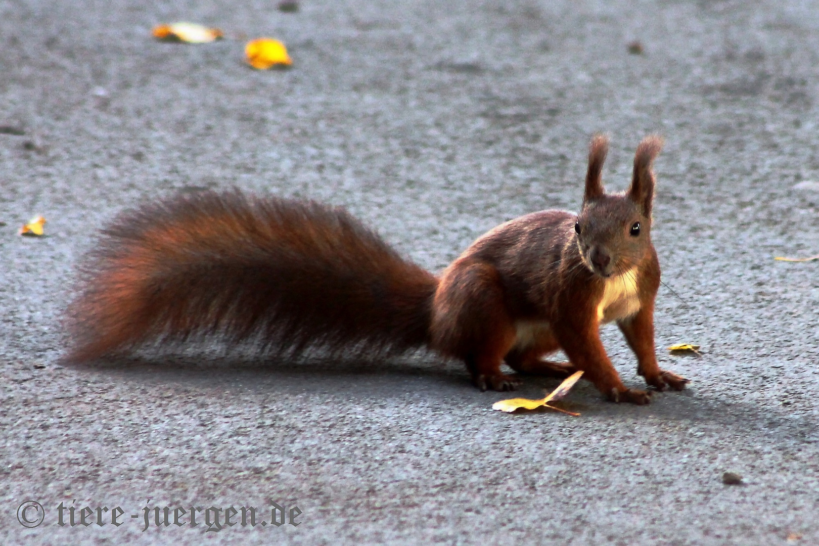 Eurasisches Eichhörnchen