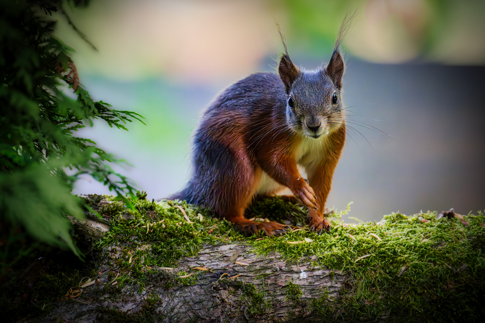 Eurasisches Eichhörnchen