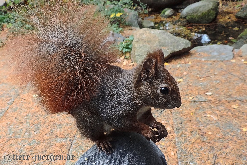 Eurasisches Eichhörnchen