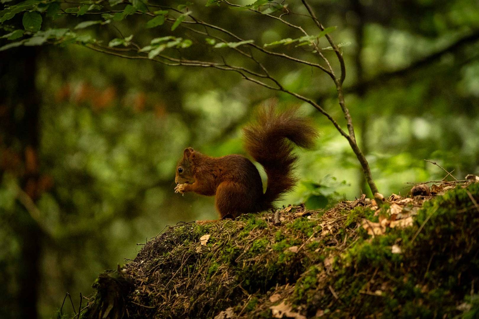 Eurasisches Eichhörnchen