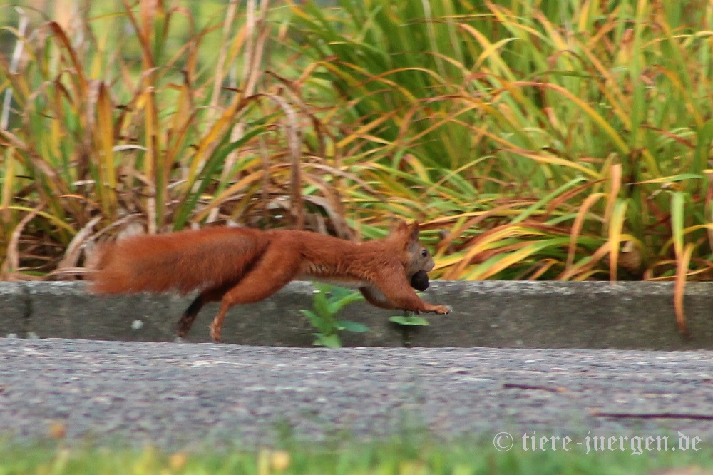 Eurasisches Eichhörnchen