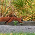 Eurasisches Eichhörnchen