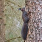 Eurasisches Eichhörnchen (dunkle Variante) 