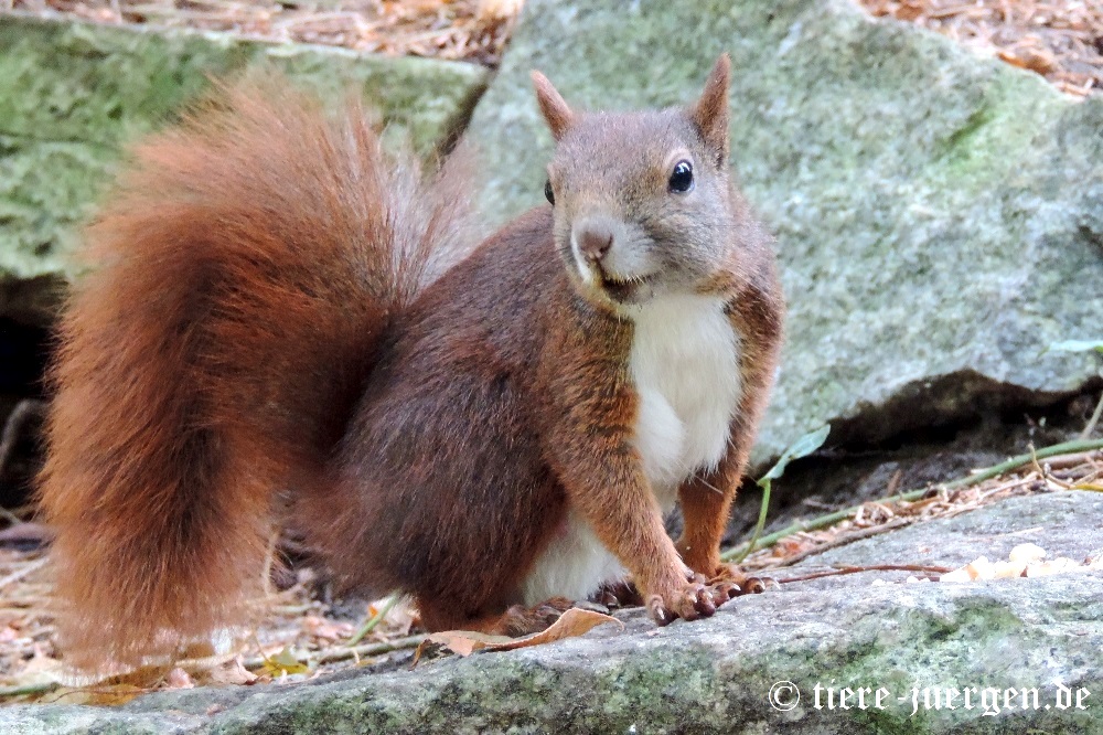 Eurasisches Eichhörnchen