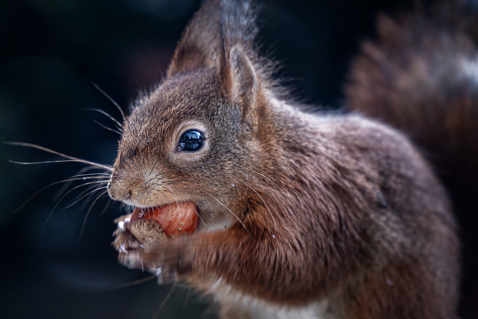 Eurasisches Eichhörnchen | Eurasian red squirrel | Sciurus vulgaris