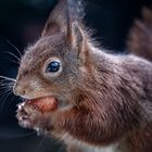 Eurasisches Eichhörnchen | Eurasian red squirrel | Sciurus vulgaris