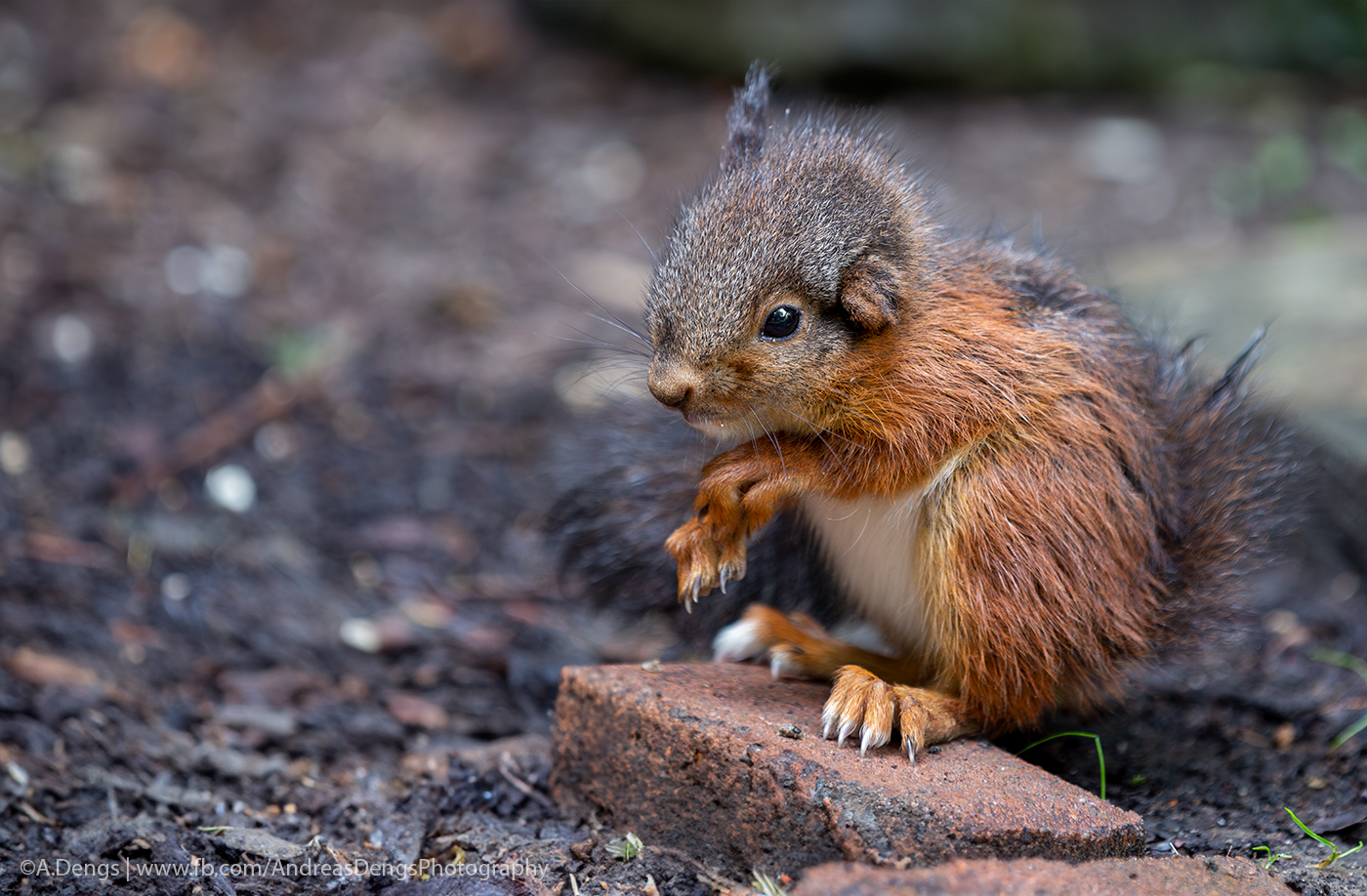 Eurasisches Eichhörnchen | Red squirrel | Sciurus vulgaris