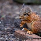 Eurasisches Eichhörnchen | Red squirrel | Sciurus vulgaris