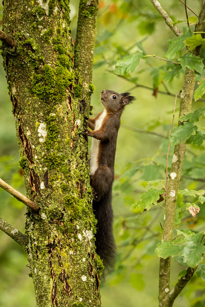 Eurasisches Eichhörnchen (Sciurini vulgaris)