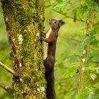 Eurasisches Eichhörnchen (Sciurini vulgaris)