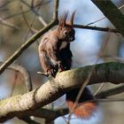 Eurasisches Eichhörnchen ( Sciurus) im Wald 