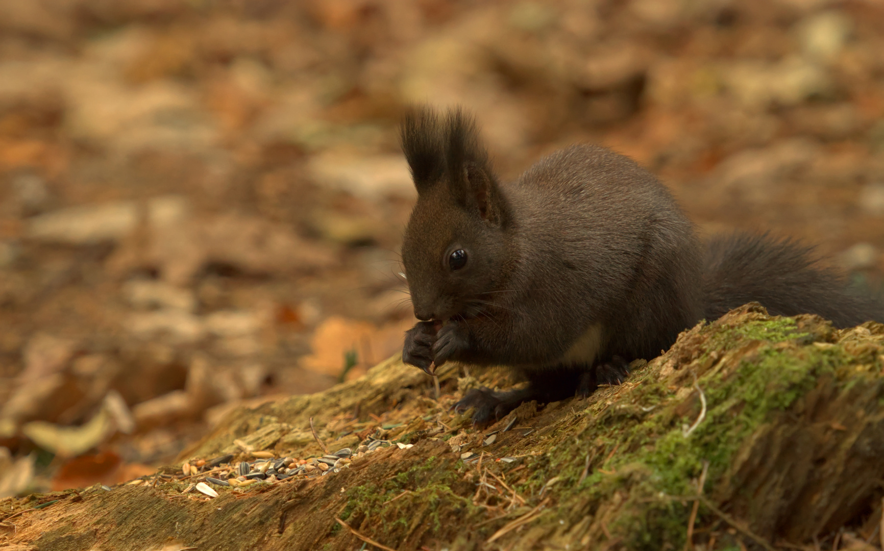 Eurasisches Eichhörnchen - Sciurus vulgaris