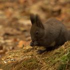 Eurasisches Eichhörnchen - Sciurus vulgaris