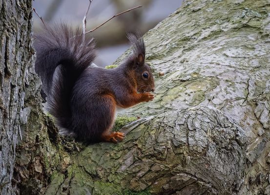 Eurasisches Eichhörnchen (Sciurus vulgaris)