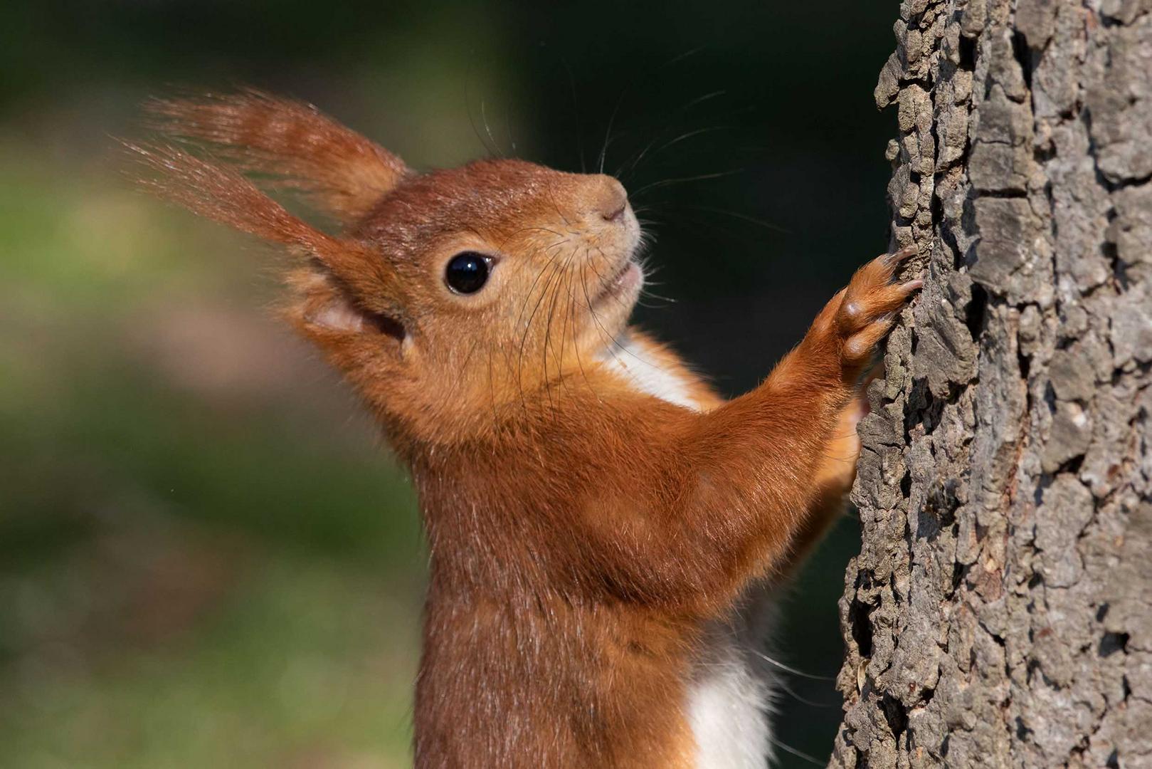 Eurasisches Eichhörnchen (Sciurus vulgaris)