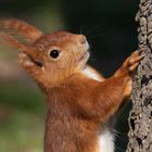 Eurasisches Eichhörnchen (Sciurus vulgaris)