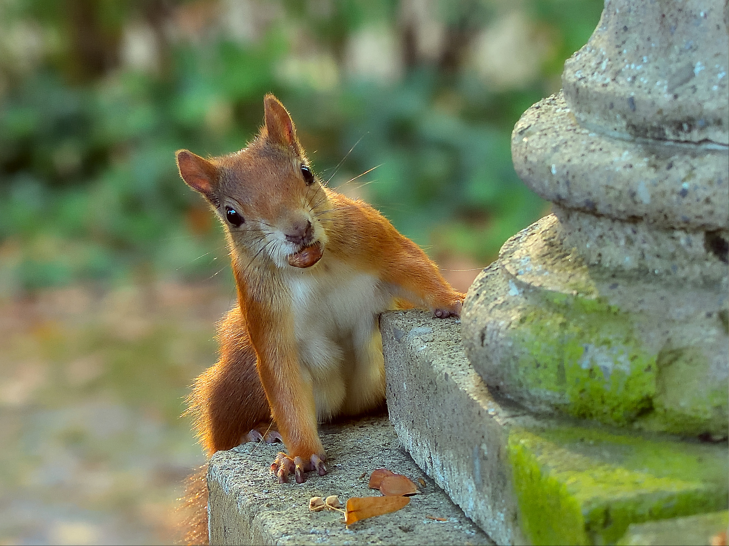 Eurasisches Eichhörnchen  (Sciurus vulgaris)