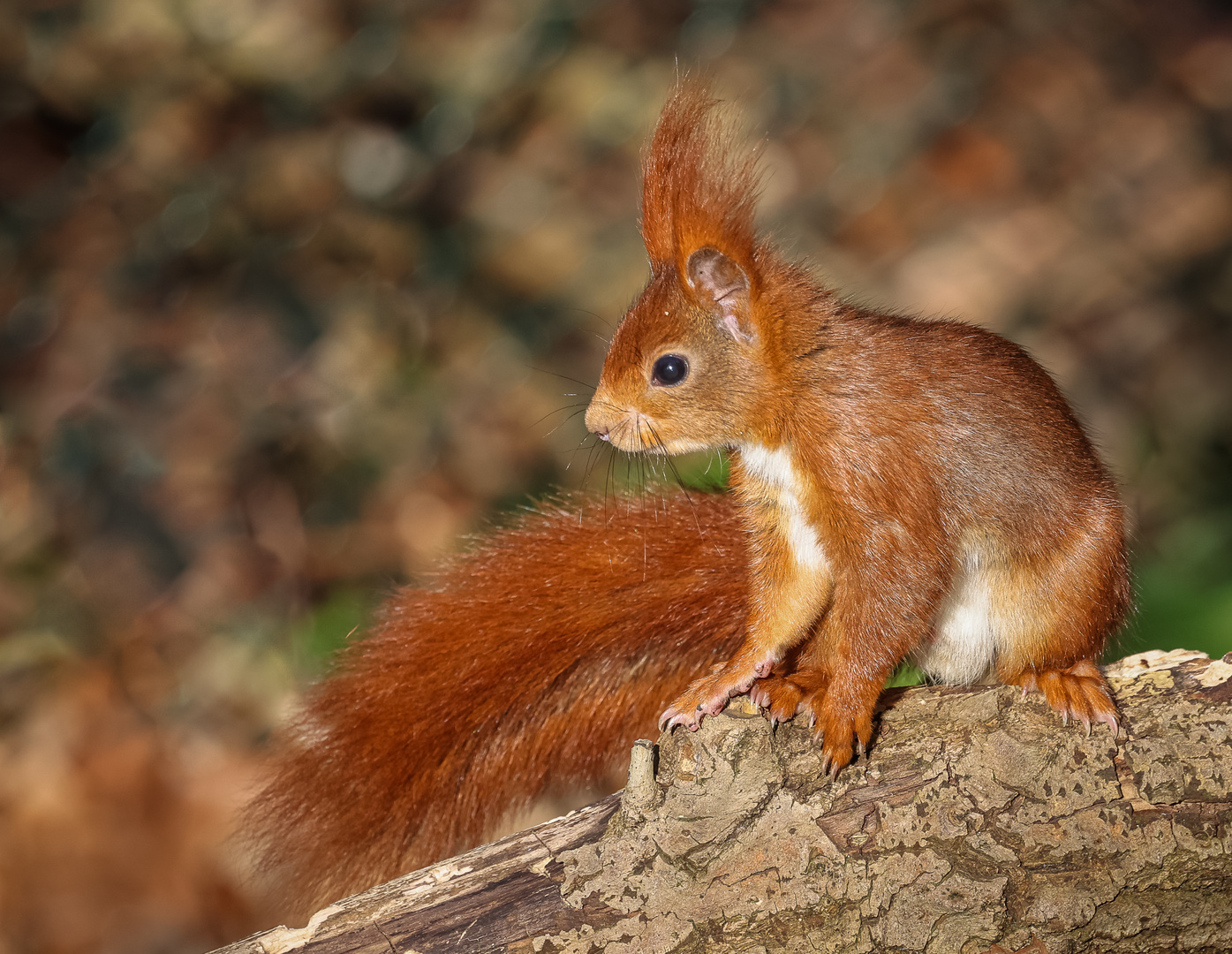 Eurasisches Eichhörnchen (Sciurus vulgaris)