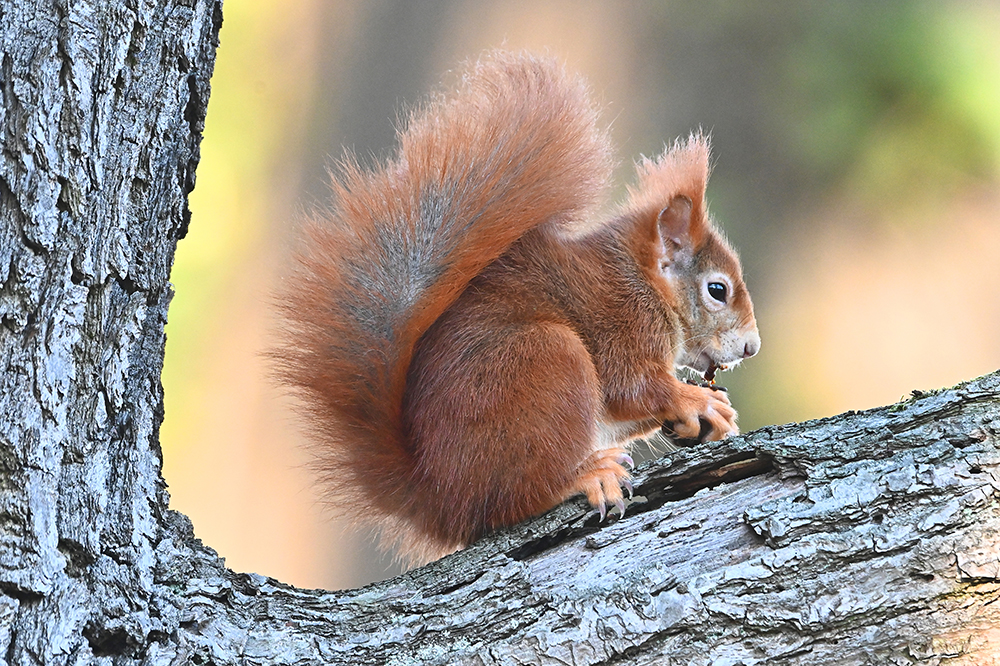 Eurasisches Eichhörnchen - Sciurus vulgaris 