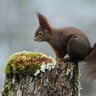  Eurasisches Eichhörnchen (Sciurus vulgaris) Copyright Josef Limberger  