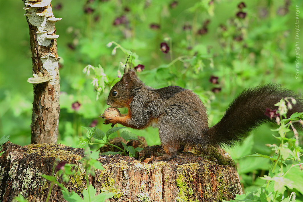  Eurasisches Eichhörnchen (Sciurus vulgaris) Copyright Josef Limberger Bubenberg Steegen Oö. 