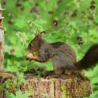  Eurasisches Eichhörnchen (Sciurus vulgaris) Copyright Josef Limberger Bubenberg Steegen Oö. 