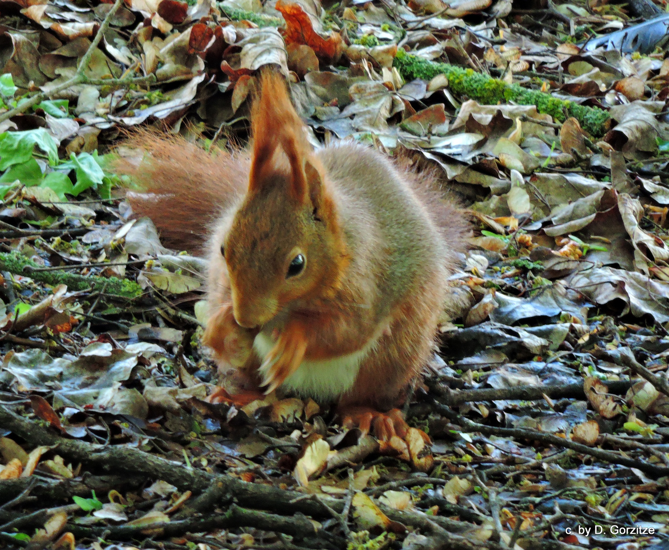 Eurasisches  Eichhörnchen (Sciurus vulgaris)