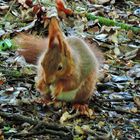 Eurasisches  Eichhörnchen (Sciurus vulgaris)