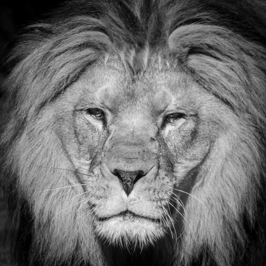 Eure Majestät der Löwe #2
