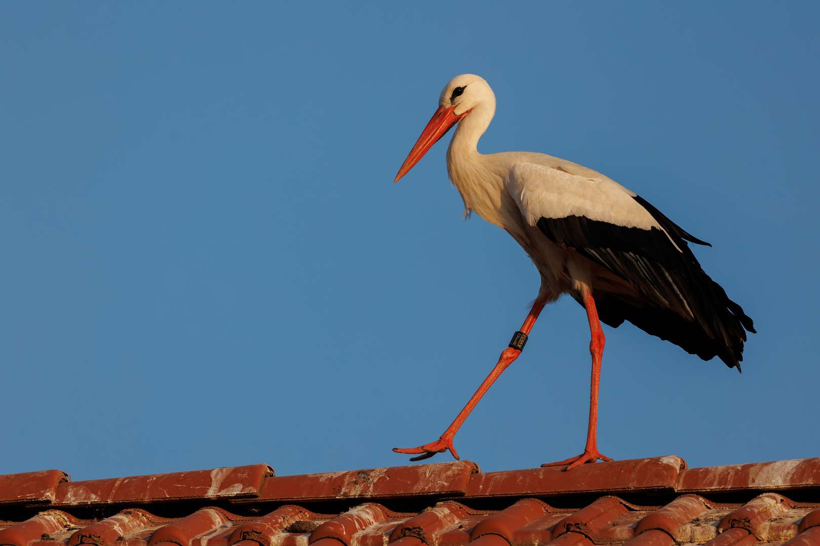 Eure Majestät der Storch