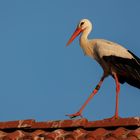 Eure Majestät der Storch