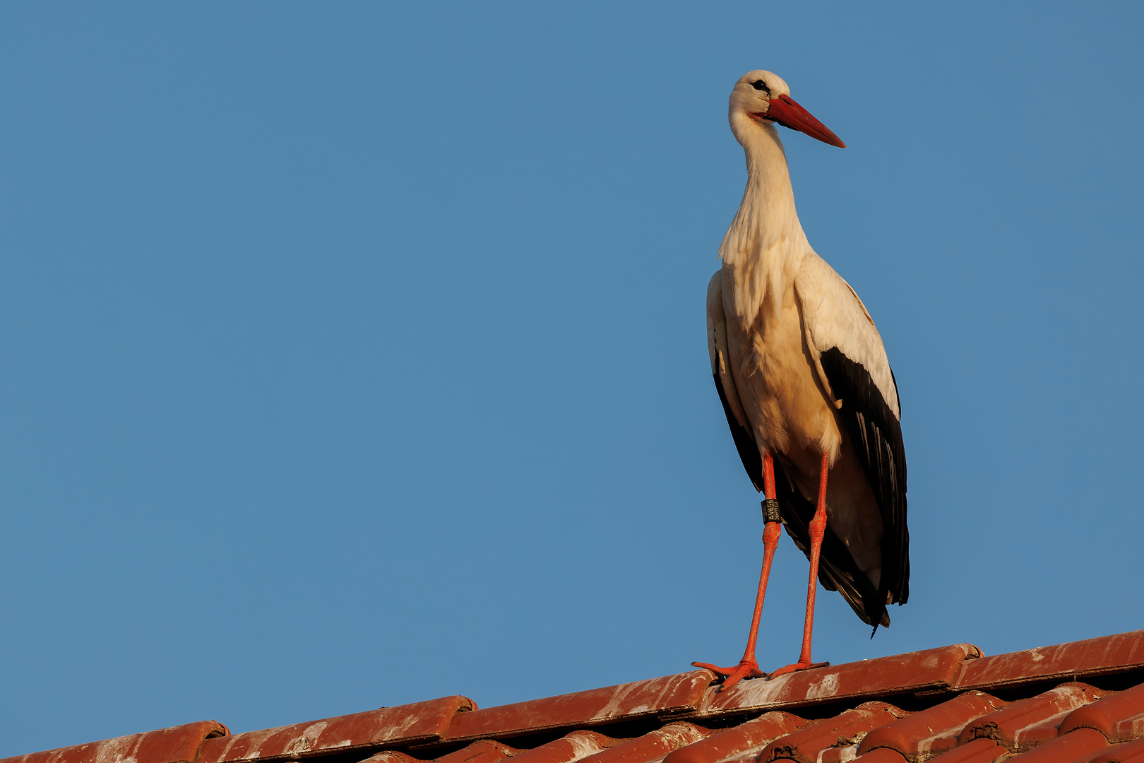 Eure Majestät der Storch