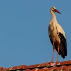 Eure Majestät der Storch