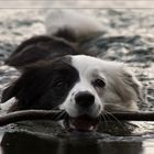 Eure Majestät geruhen zu schwimmen