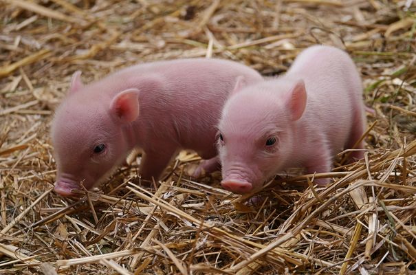 eure persönlichen Glücksschweinchen