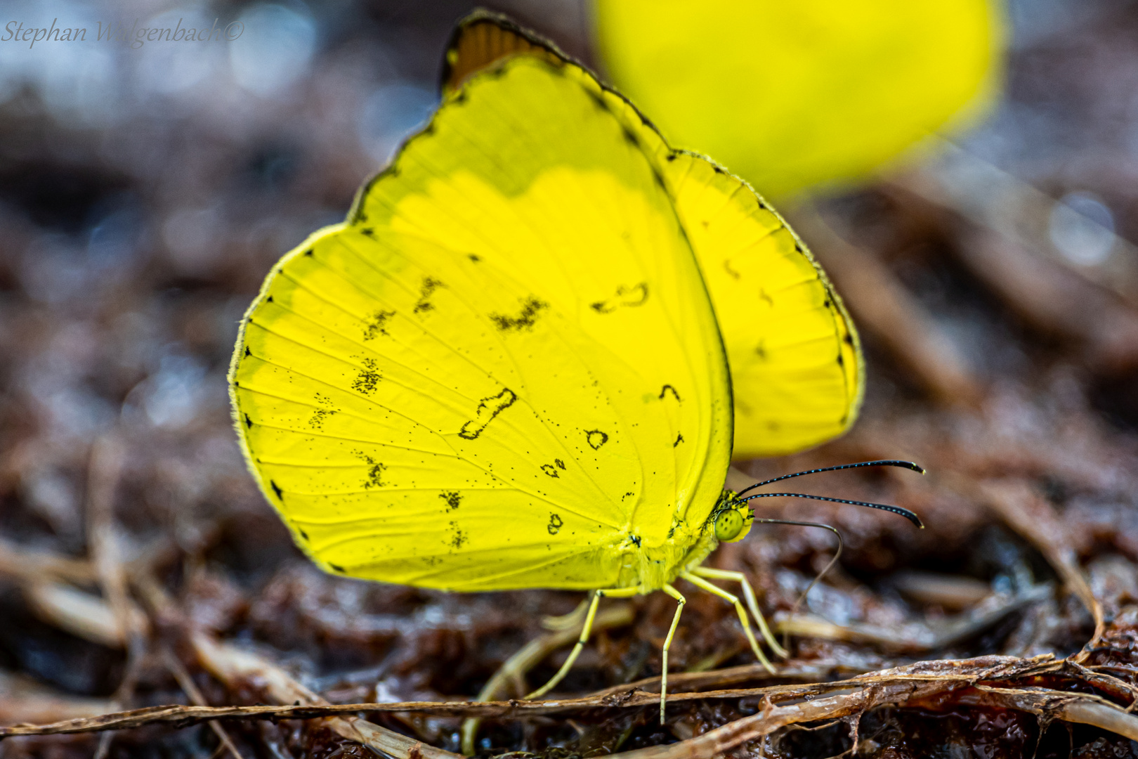 Eurema hecabe