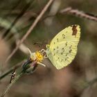 Eurema hecabe solifera ... 