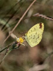 Eurema hecabe solifera ... 