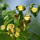 Eurema simulatrix tecmessa