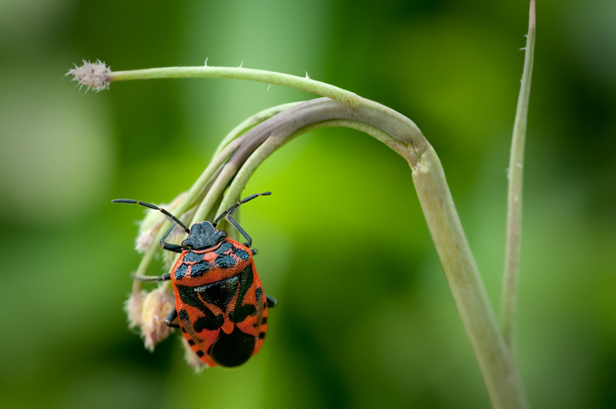 Euridema ventralis