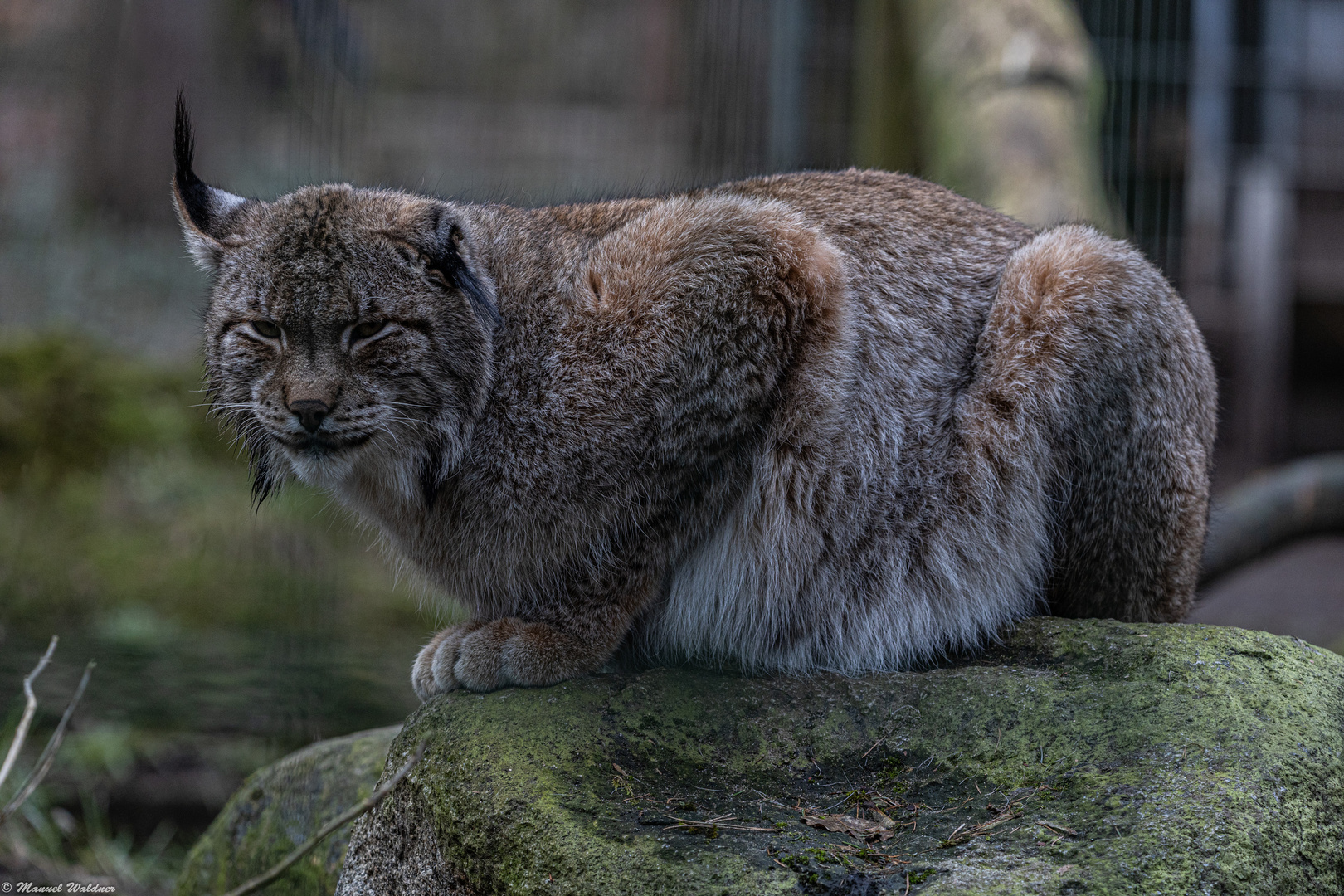 Euroasischer Luchs