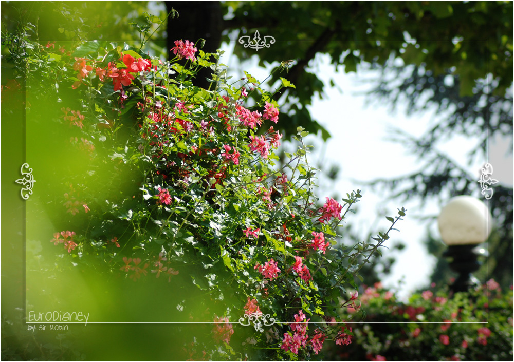 EuroDisney Flowers