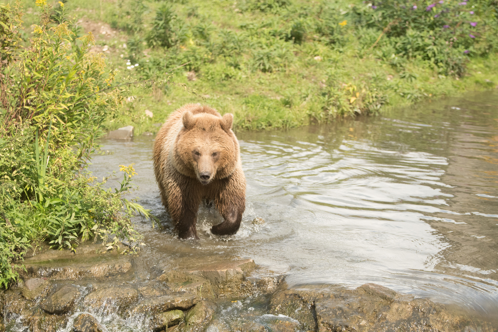 Europ. Braunbär