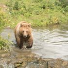 Europ. Braunbär