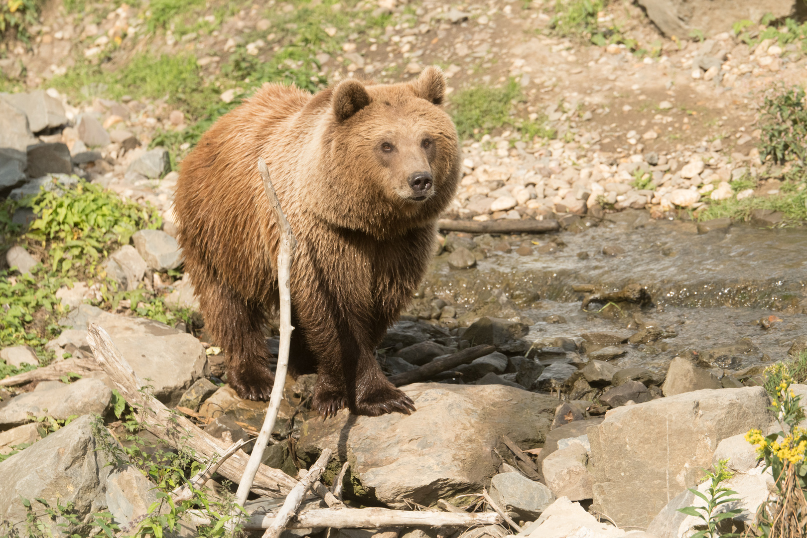 Europ. Braunbär