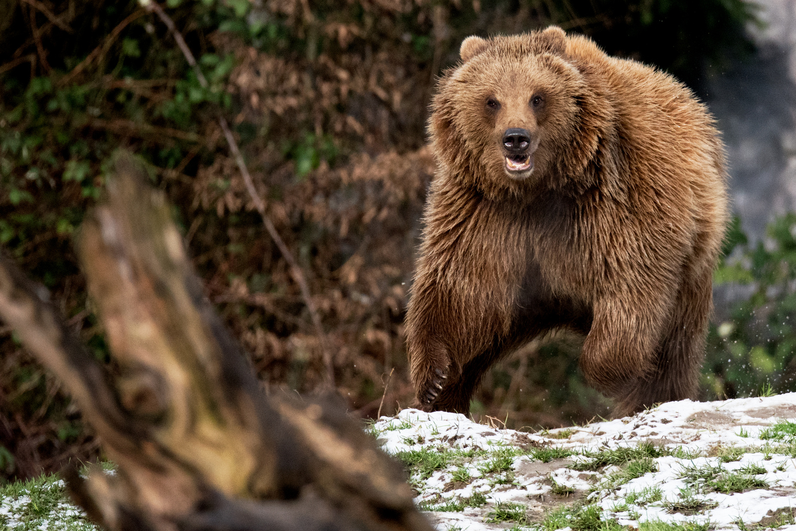 europ. Braunbär