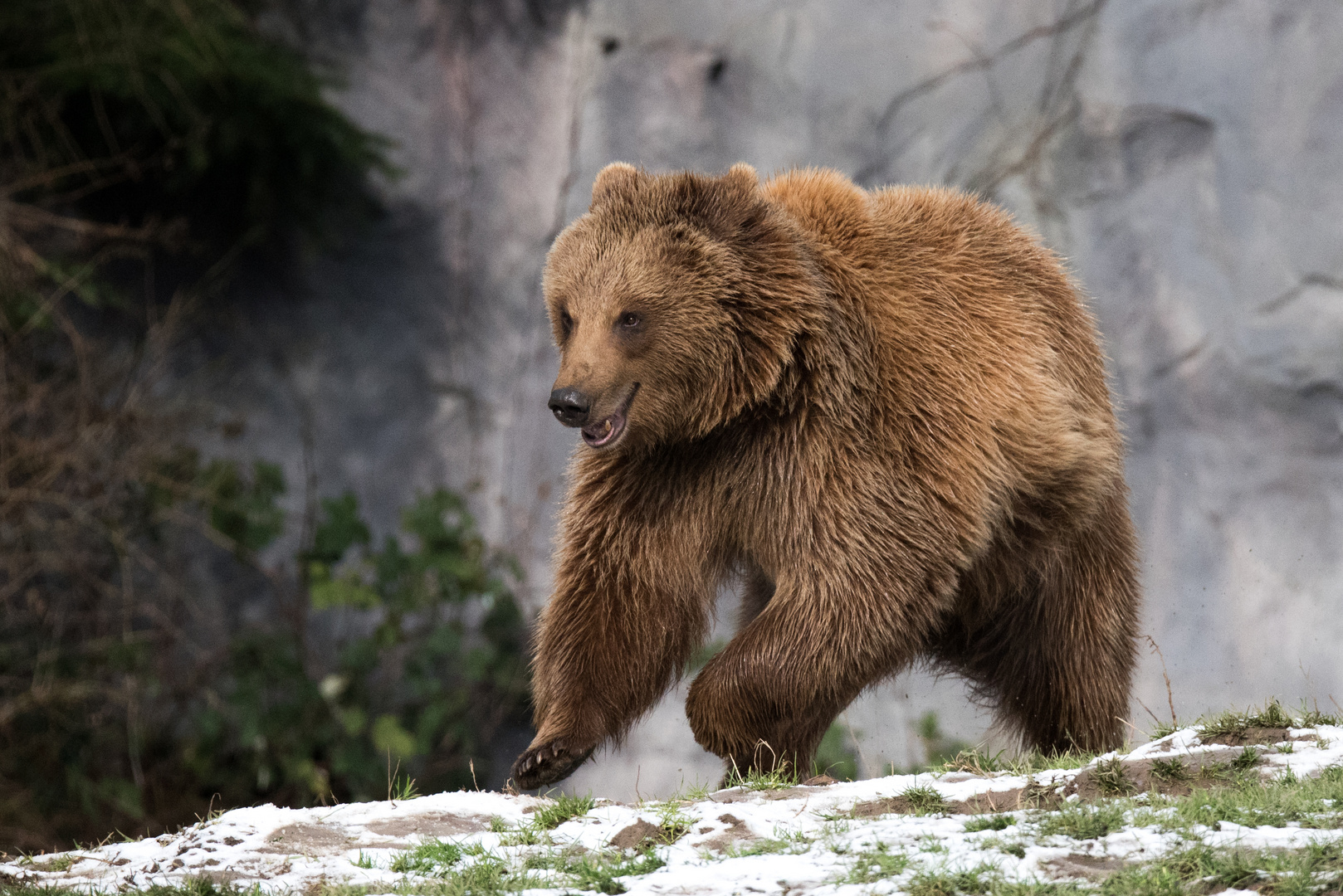 europ. Braunbär