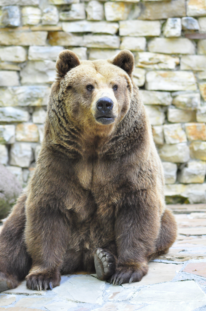 Europ. Braunbär